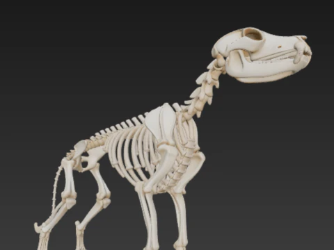 Complete Dog Skeleton - Full Canine Anatomical Accuracy 3D Model