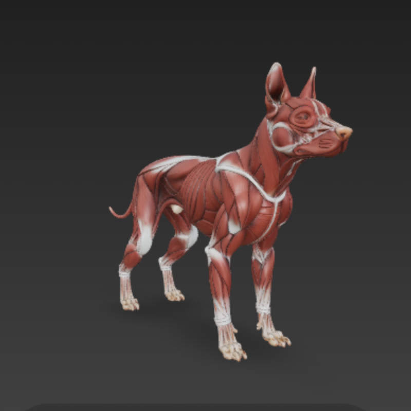 Dog Muscular System - Complete Canine Muscles Anatomy 3Dモデル .c4d .max .obj .3ds .fbx .stl .blend