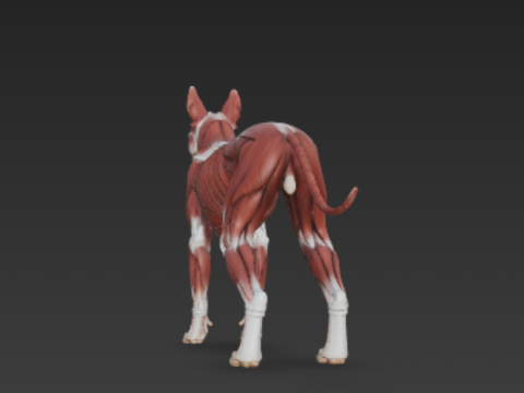Dog Muscular System - Complete Canine Muscles Anatomy 3Dモデル