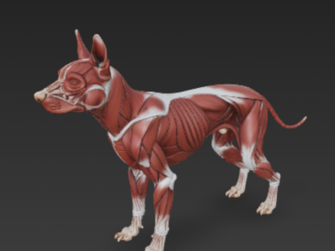Dog Muscular System - Complete Canine Muscles Anatomy 3Dモデル