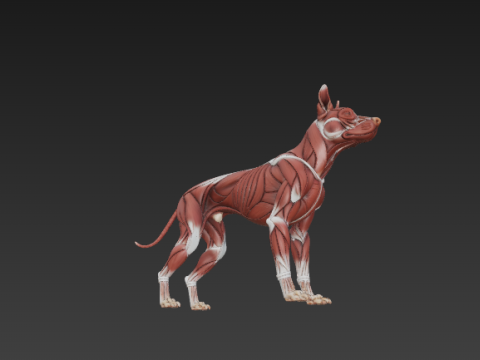 Dog Muscular System - Complete Canine Muscles Anatomy 3Dモデル