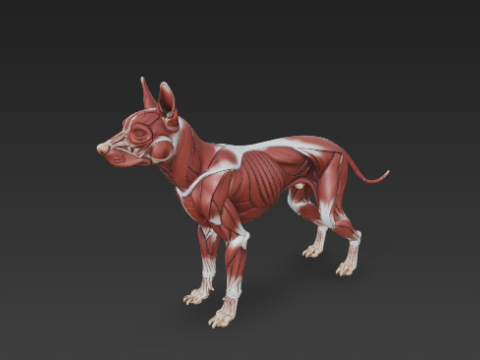 Dog Muscular System - Complete Canine Muscles Anatomy 3Dモデル