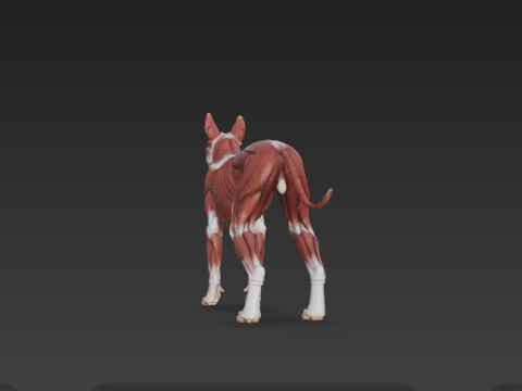 Dog Muscular System - Complete Canine Muscles Anatomy 3Dモデル