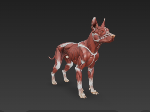 Dog Muscular System - Complete Canine Muscles Anatomy 3Dモデル