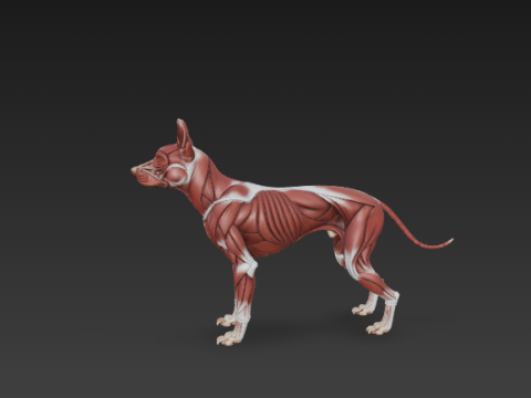 Dog Muscular System - Complete Canine Muscles Anatomy 3Dモデル