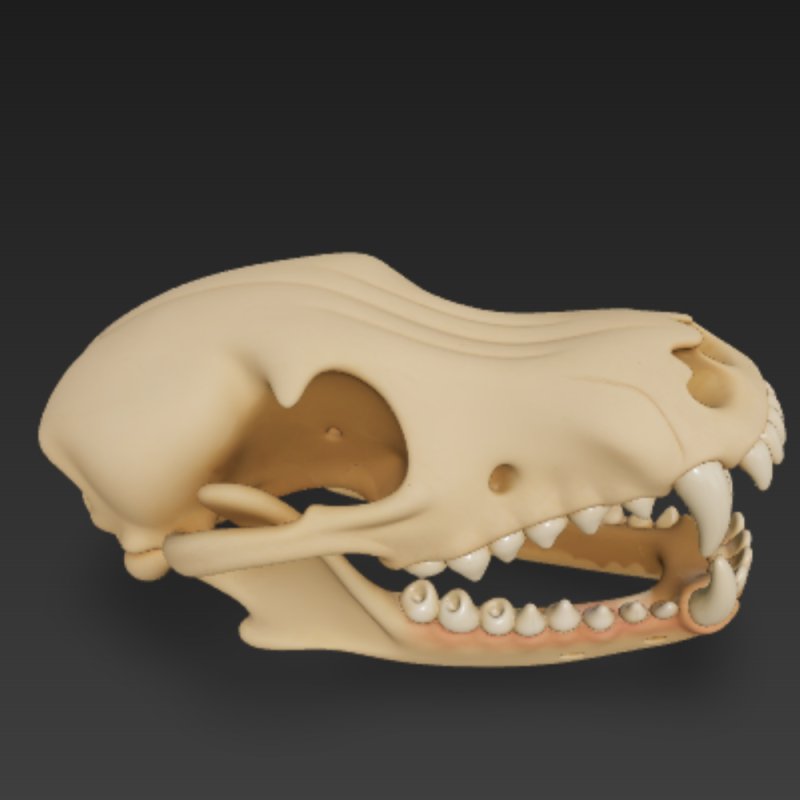 Dog Skull Anatomy - Cranium and Mandible 3D 模型 .c4d .max .obj .3ds .fbx .stl .blend