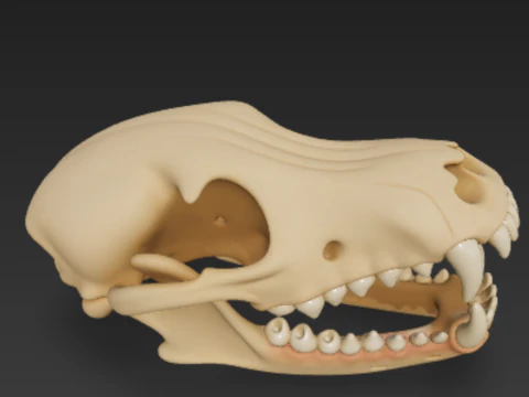 犬の頭蓋骨の解剖学 - 頭蓋骨と下顎骨 3Dモデル