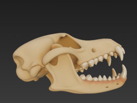 Dog Skull Anatomy - Cranium and Mandible 3D 模型