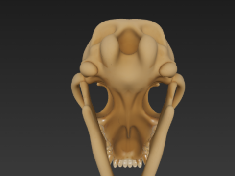 Dog Skull Anatomy - Cranium and Mandible 3D 模型