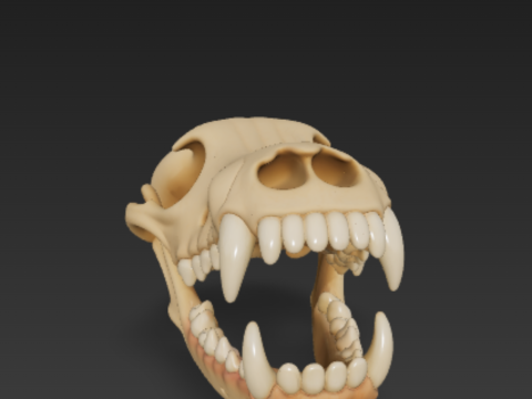 Dog Skull Anatomy - Cranium and Mandible 3D 模型