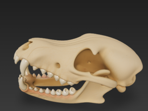 Dog Skull Anatomy - Cranium and Mandible 3D 模型