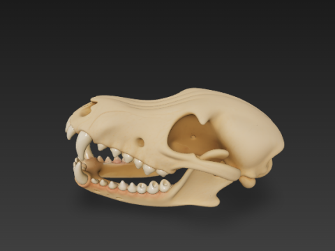 Dog Skull Anatomy - Cranium and Mandible 3D 模型