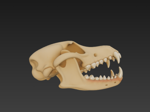 Dog Skull Anatomy - Cranium and Mandible 3D 模型