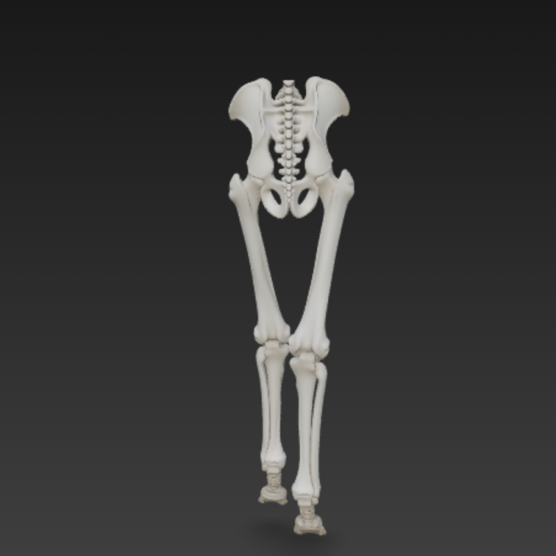 Horse Leg Bones - Rear Limb Skeletal Structure with Joints 3D 模型 .c4d .max .obj .3ds .fbx .stl .blend