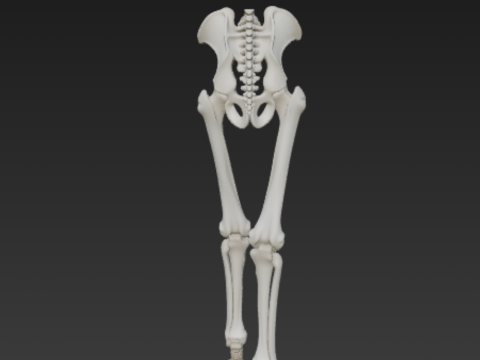 Horse Leg Bones - Rear Limb Skeletal Structure with Joints 3D 模型