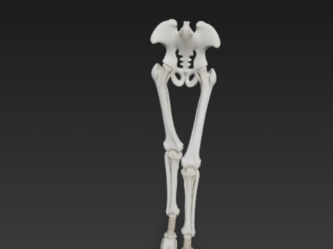 Horse Leg Bones - Rear Limb Skeletal Structure with Joints 3D 模型