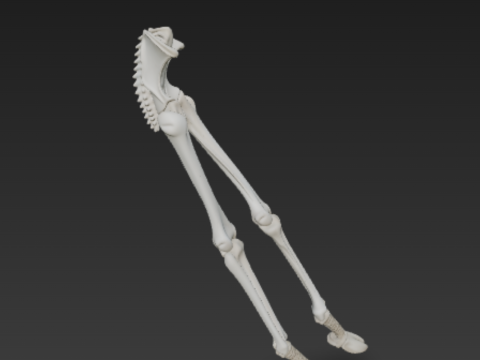 Horse Leg Bones - Rear Limb Skeletal Structure with Joints 3D 模型