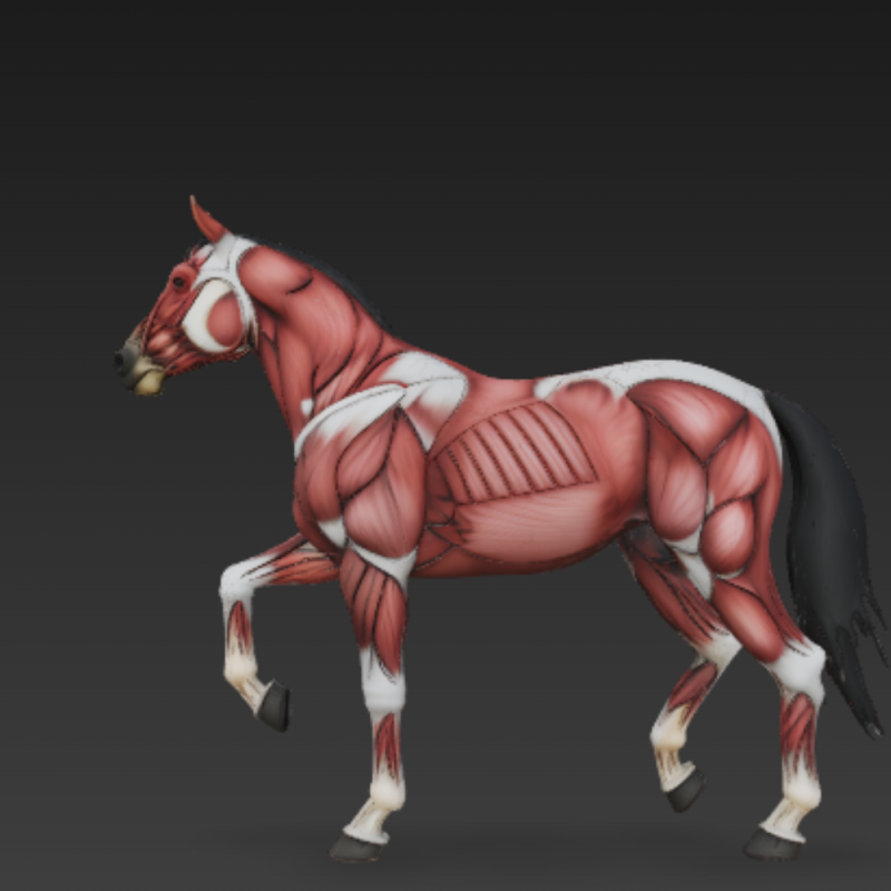 Horse Muscular System Complete Equine Muscle Groups Anatomical Accuracy Modello 3D .c4d .max .obj .3ds .fbx .stl .blend 
