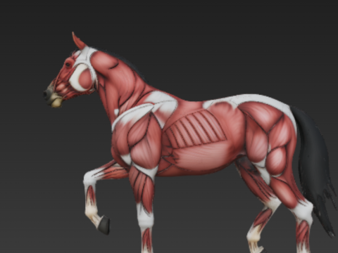 Horse Muscular System Complete Equine Muscle Groups Anatomical Accuracy Model 3D