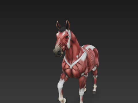 Horse Muscular System Complete Equine Muscle Groups Anatomical Accuracy Modello 3D