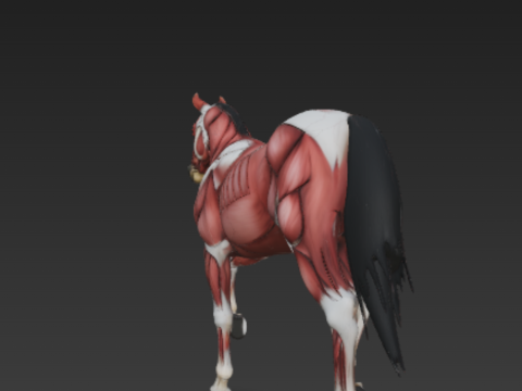 Horse Muscular System Complete Equine Muscle Groups Anatomical Accuracy Modello 3D