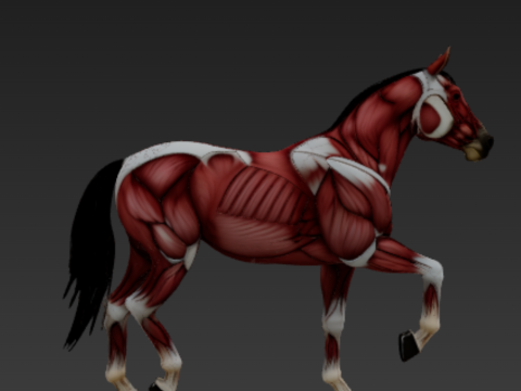 Horse Muscular System Complete Equine Muscle Groups Anatomical Accuracy Modello 3D