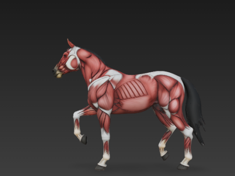 Horse Muscular System Complete Equine Muscle Groups Anatomical Accuracy Modello 3D