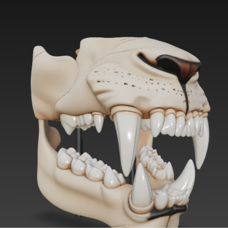 Lion Dental Structure - Full Set of 30 Teeth Canines Carnassials 3D Modell .c4d .max .obj .3ds .fbx .stl .blend