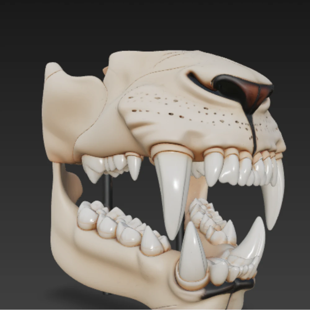 Lion Dental Structure - Full Set of 30 Teeth Canines Carnassials 3D Model .c4d .max .obj .3ds .fbx .stl .blend 