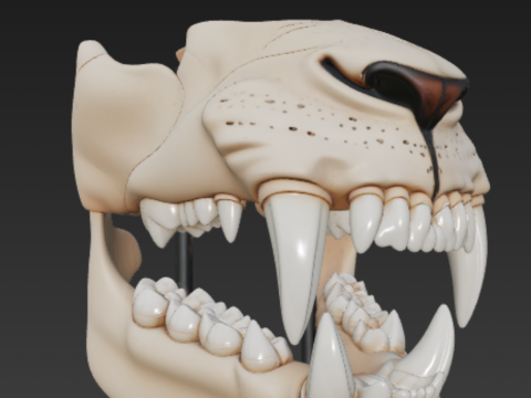 Lion Dental Structure - Full Set of 30 Teeth Canines Carnassials 3D मॉडल