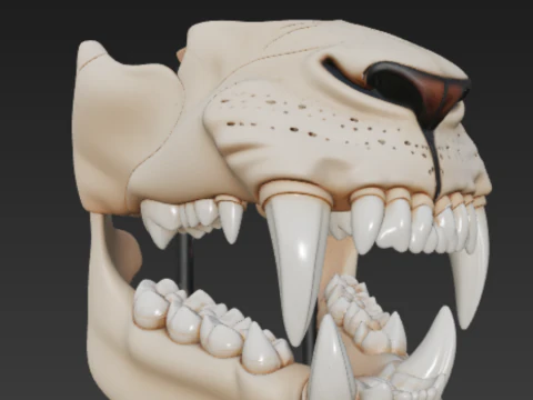 Lion Dental Structure - Full Set of 30 Teeth Canines Carnassials 3D Model