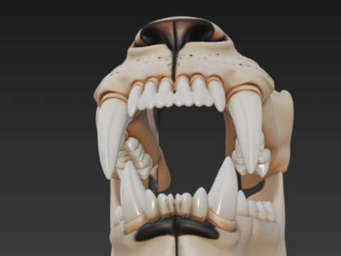 Lion Dental Structure - Full Set of 30 Teeth Canines Carnassials 3D Modell
