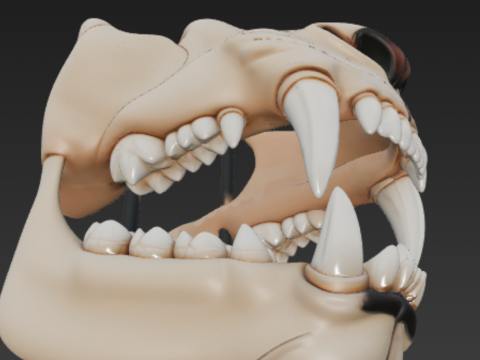 Lion Dental Structure - Full Set of 30 Teeth Canines Carnassials 3D Modell