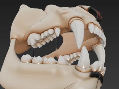Lion Dental Structure - Full Set of 30 Teeth Canines Carnassials 3D Model
