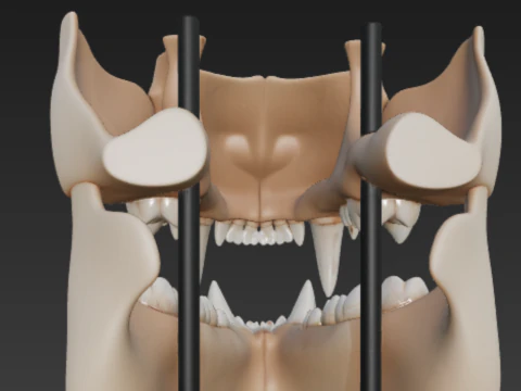 Lion Dental Structure - Full Set of 30 Teeth Canines Carnassials 3D Model