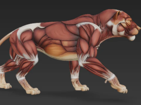 사자 근육 시스템 - 지배력을 위한 강력한 근육 3D 모델