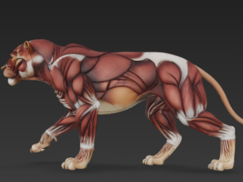 Lion Muscular System - Powerful Muscle for Dominance 3Dモデル