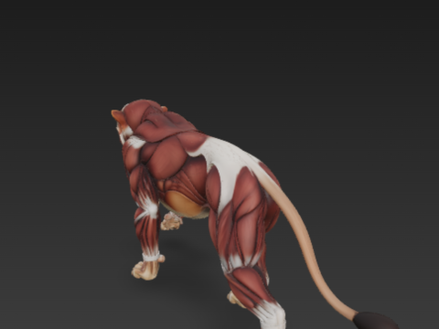 Lion Muscular System - Powerful Muscle for Dominance 3Dモデル