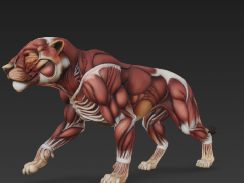Lion Muscular System - Powerful Muscle for Dominance 3Dモデル