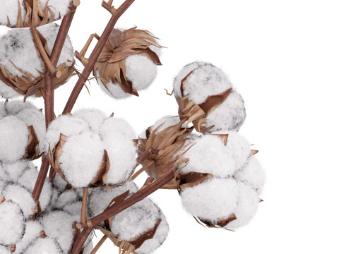 Planta de algodón Modelo 3D