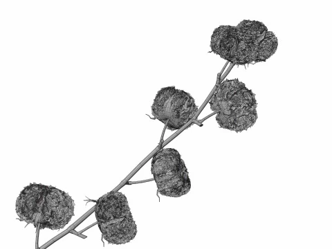 綿花 3Dモデル