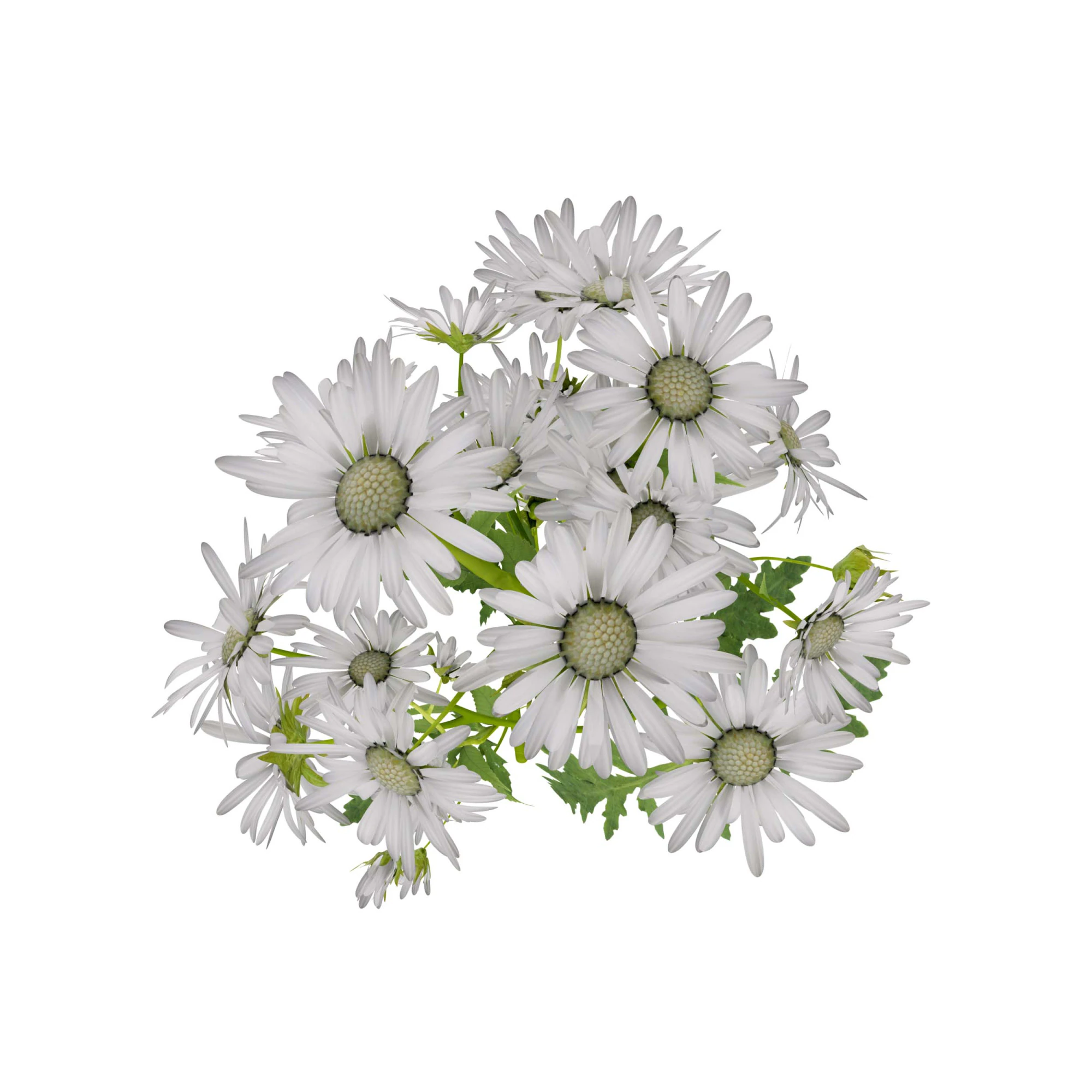 Marguerite daisy 3D Model .c4d .max .obj .3ds .fbx .stl .blend