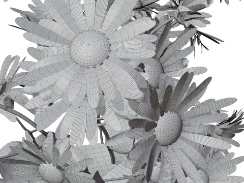 玛格丽特雏菊 3D 模型