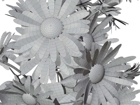 Marguerite daisy 3D Model