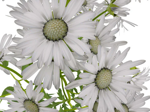 Marguerite daisy 3D Model