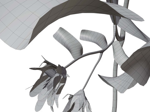 玛格丽特雏菊 3D 模型