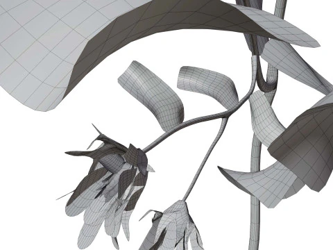 Marguerite daisy 3D Model