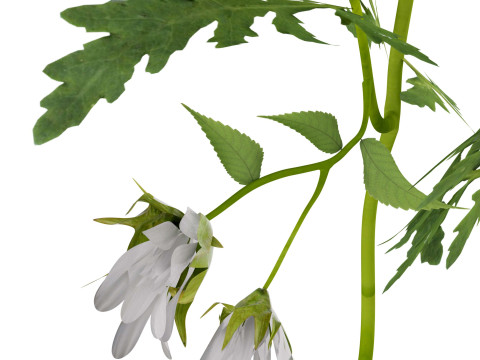 玛格丽特雏菊 3D 模型