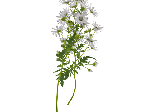 玛格丽特雏菊 3D 模型