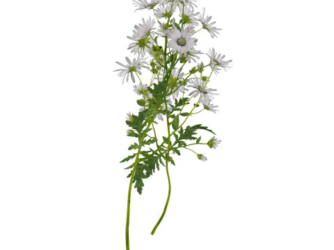 Marguerite daisy 3D Model